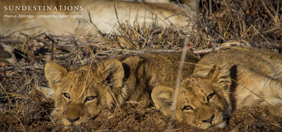 Two Cubs Southerns Two Cubs Southerns