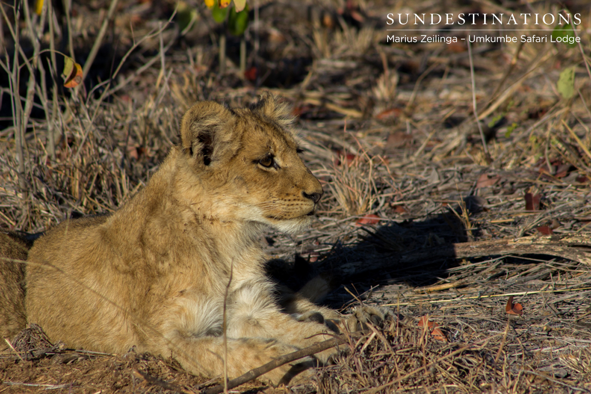 Lion Cub Sabi Sand Lion Cub Sabi Sand