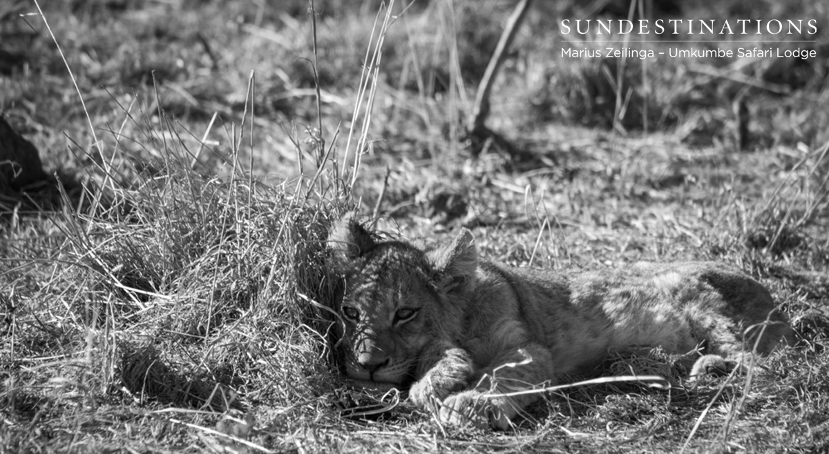 Sabi Sand Lion Cub Sabi Sand Lion Cub