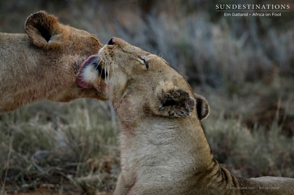 Ross Breakaway lionesses grooming each other Ross Breakaway lionesses grooming each other