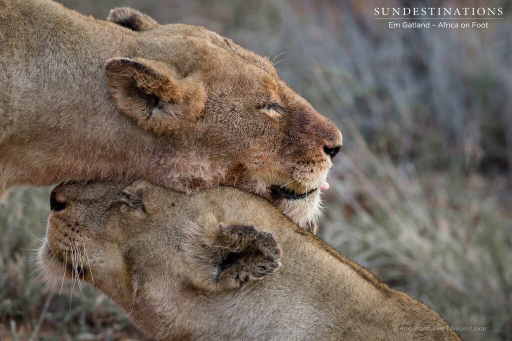 Two peas in a pod: Ross Breakaway lionesses Two peas in a pod: Ross Breakaway lionesses
