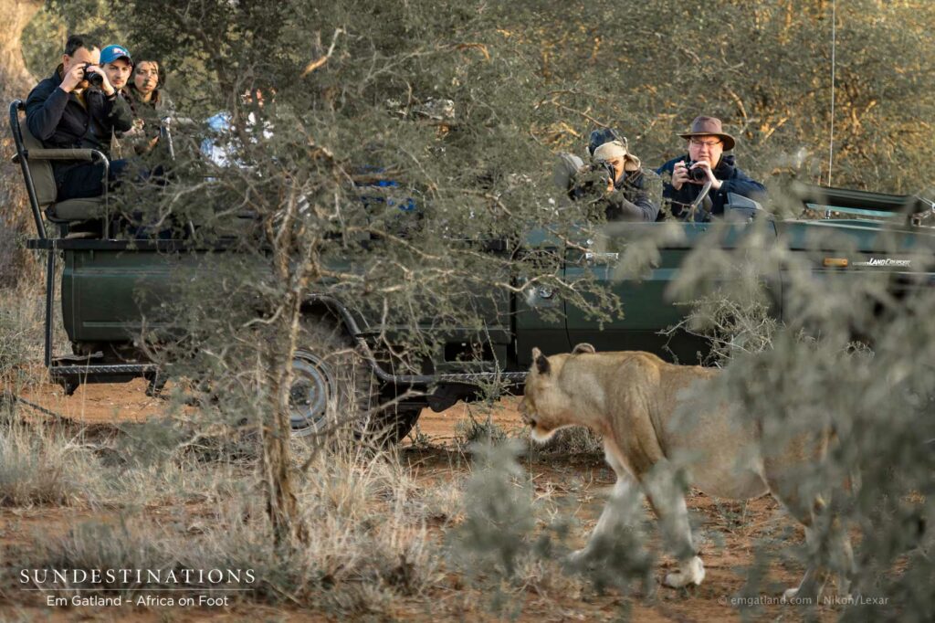Ross Breakaway lioness strolled passed Africa on Foot vehicle Ross Breakaway lioness strolled passed Africa on Foot vehicle