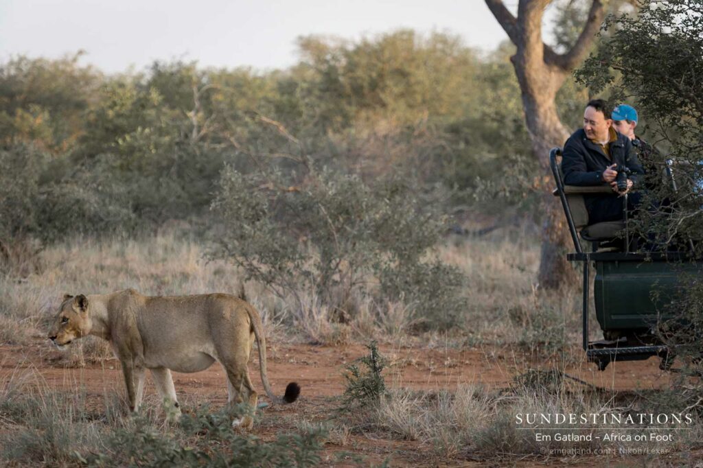 Admiring the Ross Breakaway lionesses from up close! Admiring the Ross Breakaway lionesses from up close!