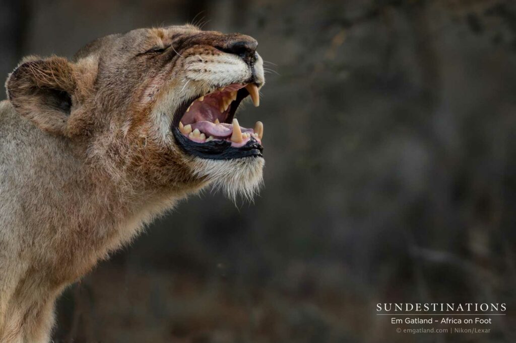 One of the Ross Breakaway lionesses appears to be missing a canine One of the Ross Breakaway lionesses appears to be missing a canine
