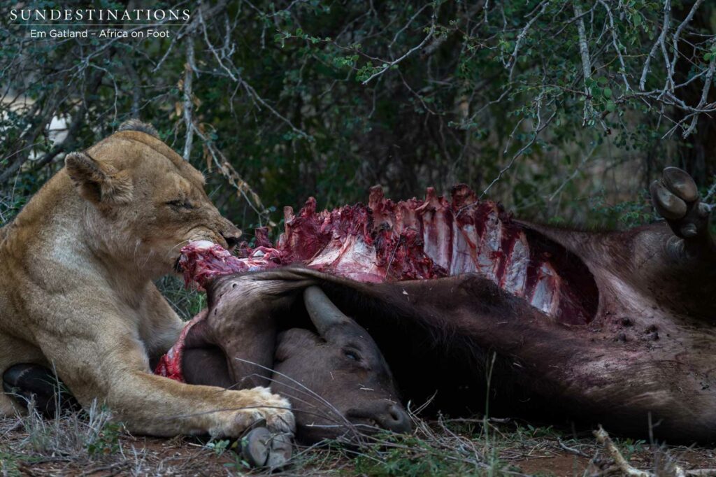 A morbid, albeit natural image of a lioness feasting on her kill A morbid, albeit natural image of a lioness feasting on her kill