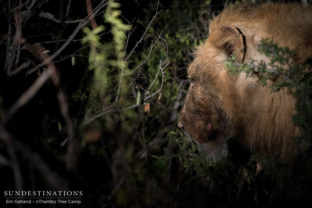 Mapoza male at buffalo kill Mapoza male at buffalo kill