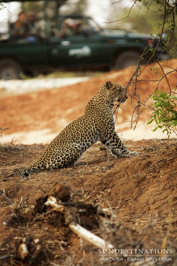 Van Wijk's female plotting to sabotage Manana's kill Van Wijk's female plotting to sabotage Manana's kill
