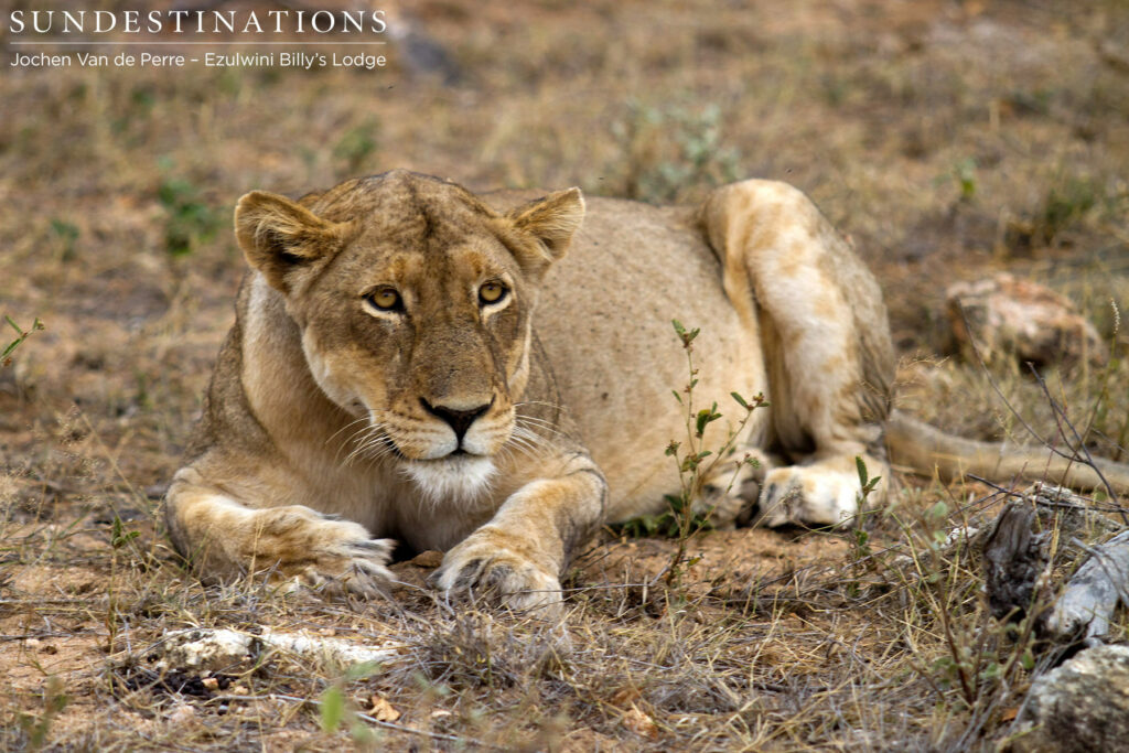 One lioness believed to belong to the Singwe Pride One lioness believed to belong to the Singwe Pride
