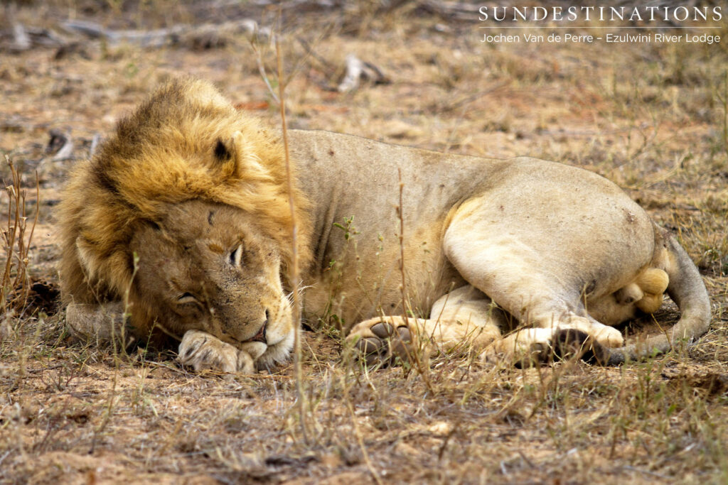 Lazy lion seen at Ezulwini River Lodge, believed to be Singwe Pride male Lazy lion seen at Ezulwini River Lodge, believed to be Singwe Pride male