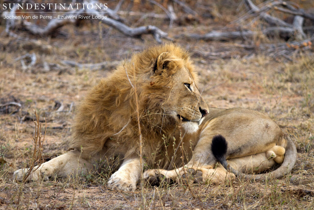 Single male lion seen with 2 lionesses thought to be from Singwe Pride Single male lion seen with 2 lionesses thought to be from Singwe Pride