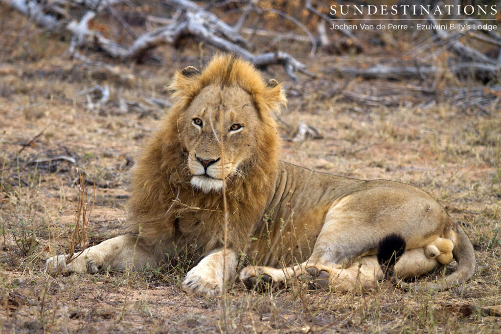 Unusual visitor: male lion believed to be part of the Singwe Pride seen at Ezulwini River Lodge Unusual visitor: male lion believed to be part of the Singwe Pride seen at Ezulwini River Lodge
