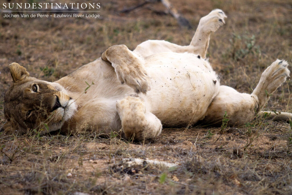 Lioness believed to be from the Singwe Pride Lioness believed to be from the Singwe Pride