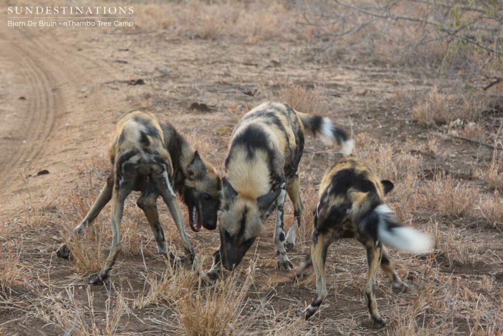 Social interaction is regular behaviour in wild dog packs Social interaction is regular behaviour in wild dog packs