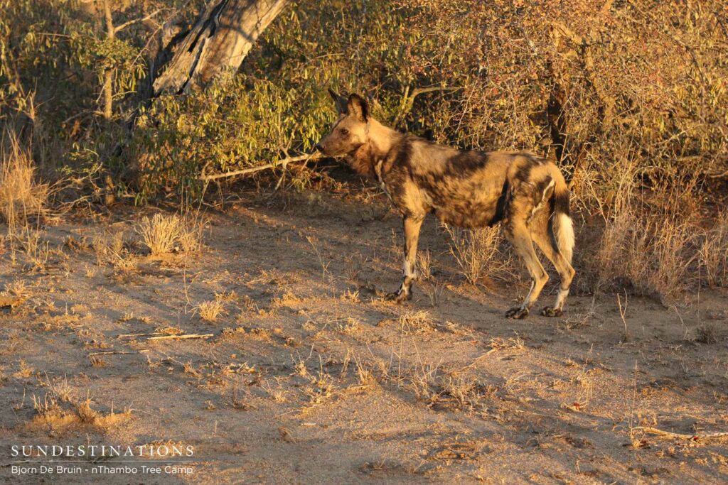 Active wild dogs in the afternoon Active wild dogs in the afternoon