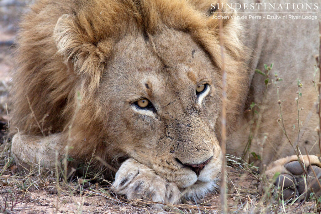 Male lion seen at Ezulwini River Lodge believed to be a leader of the Singwe Pride Male lion seen at Ezulwini River Lodge believed to be a leader of the Singwe Pride