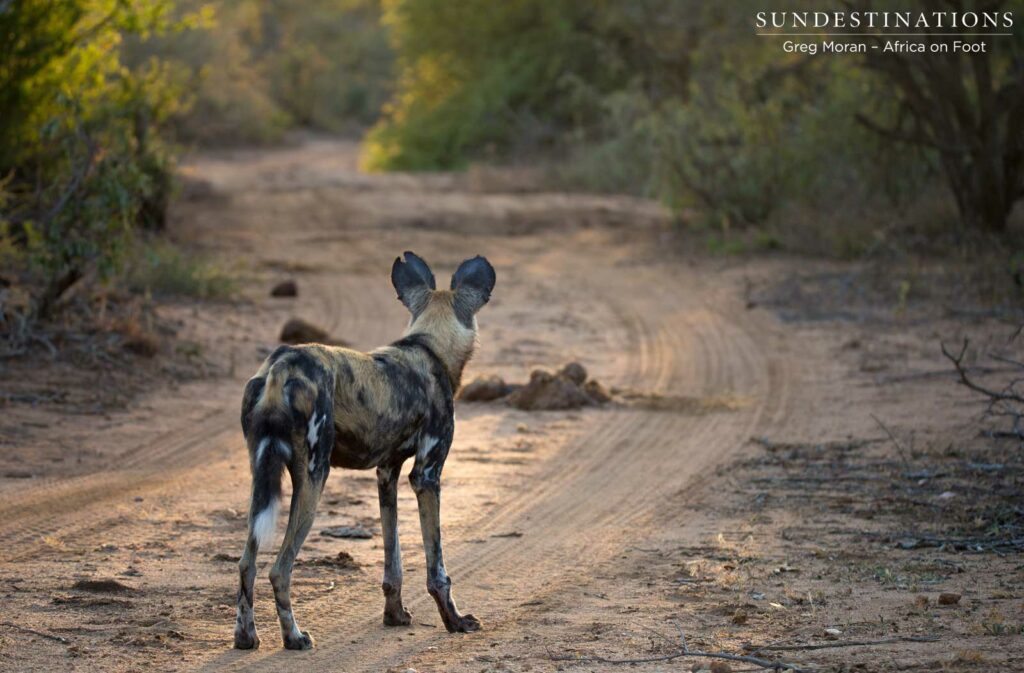 African wild dogs on the hunt in Klaserie African wild dogs on the hunt in Klaserie