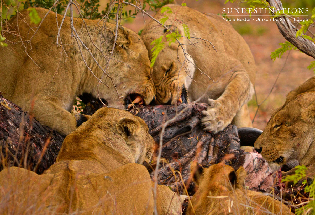 Lions on Kill Lions on Kill
