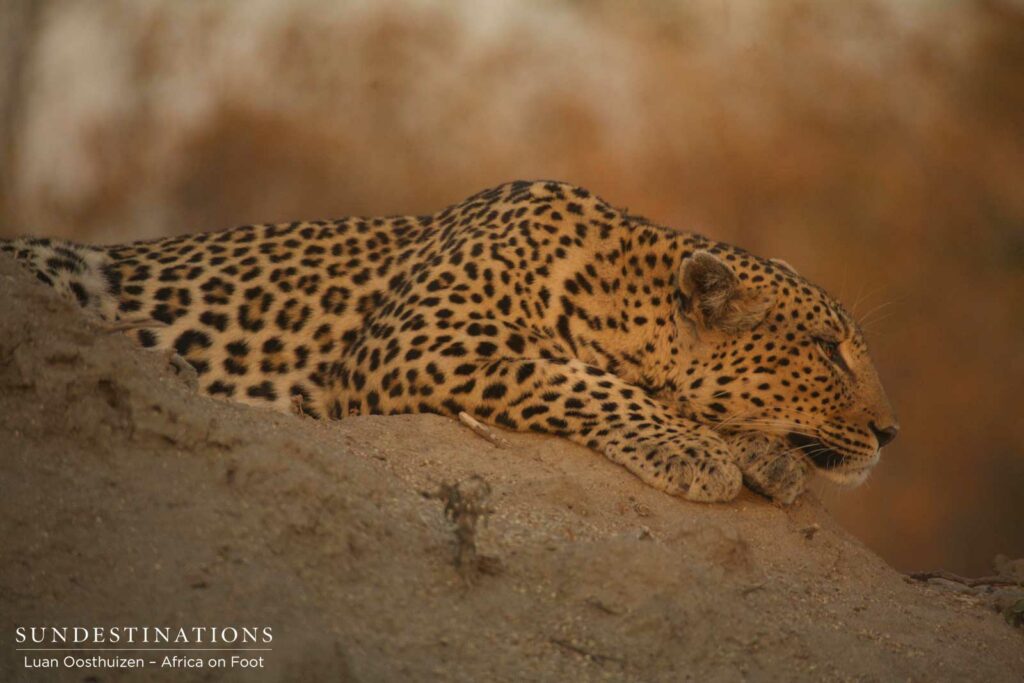 Leopardess Cleo snoozing on a termite mound Leopardess Cleo snoozing on a termite mound