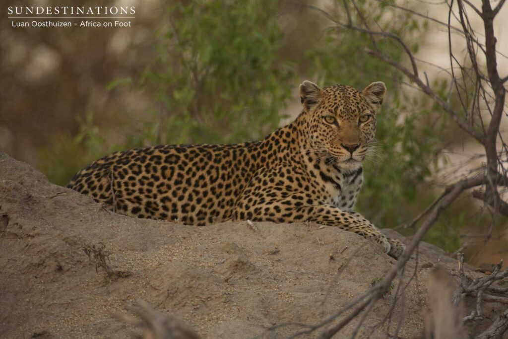 Cleo looking statuesque Cleo looking statuesque