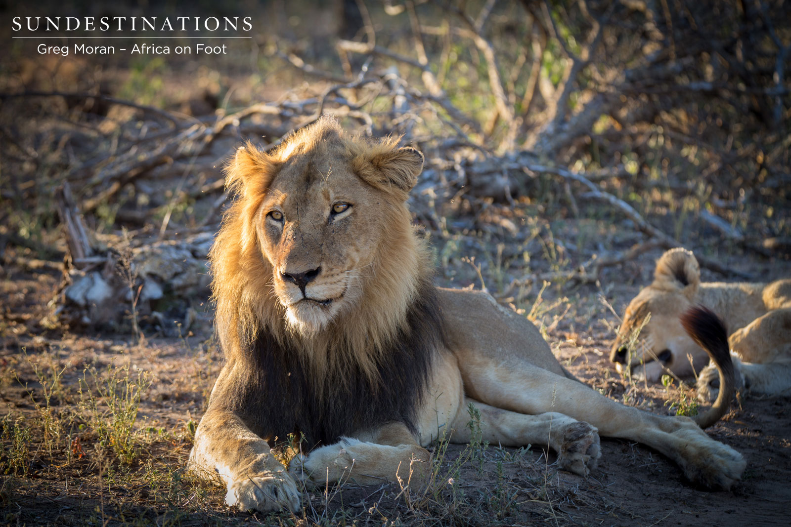 Mabande After Mating Mabande After Mating