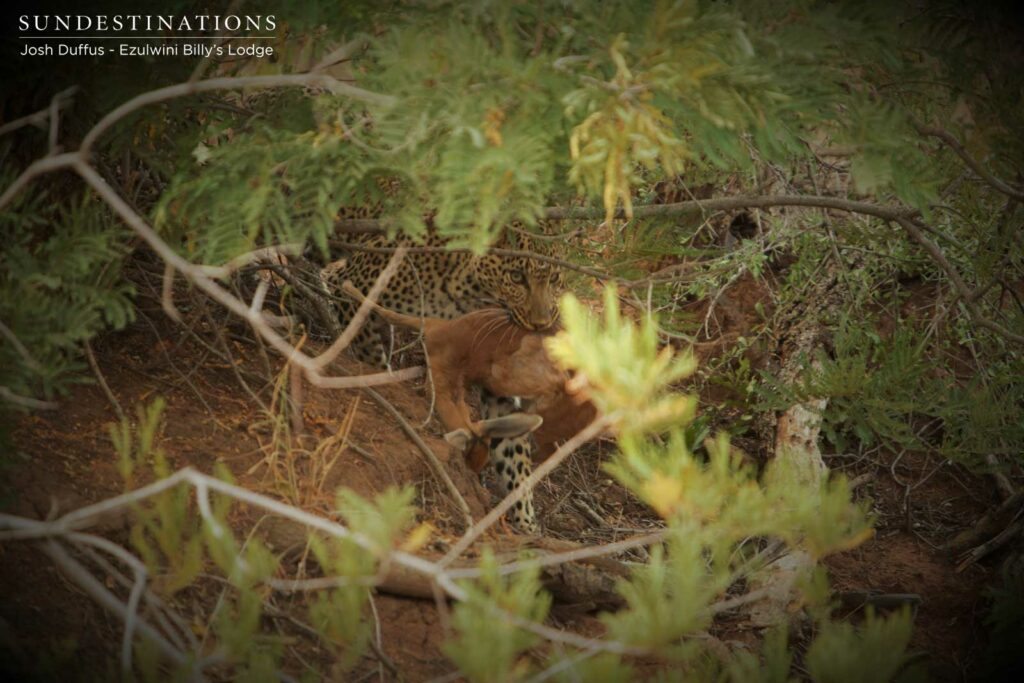Mañana hiding her kill from Van Wijk's female Mañana hiding her kill from Van Wijk's female