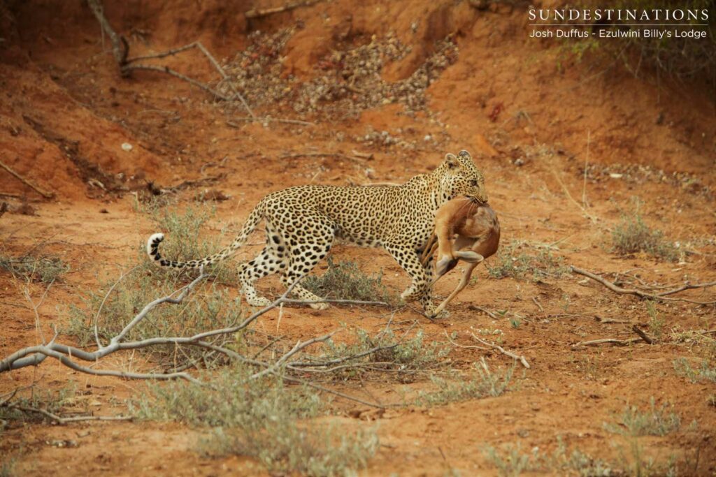 Manana with steenbok kill Manana with steenbok kill