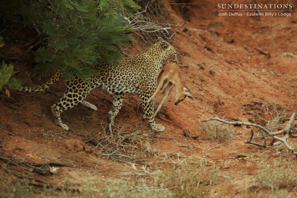 Manana with steenbok kill Manana with steenbok kill