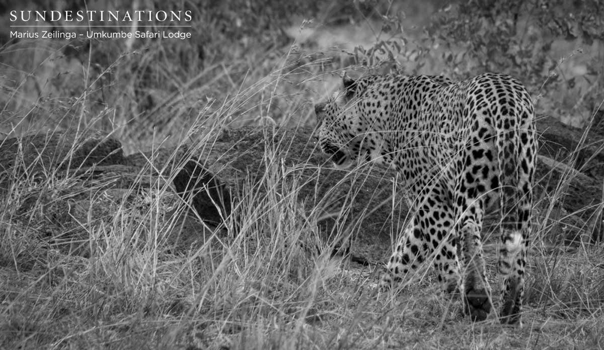 Mxabene Leopard Mxabene Leopard