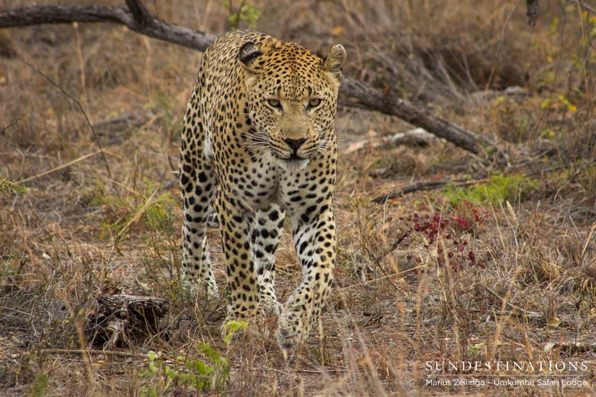 Mxabene in Sabi Sand Mxabene in Sabi Sand