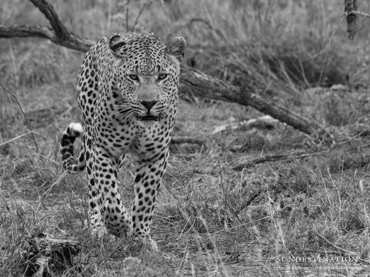 Max the Leopard Max the Leopard