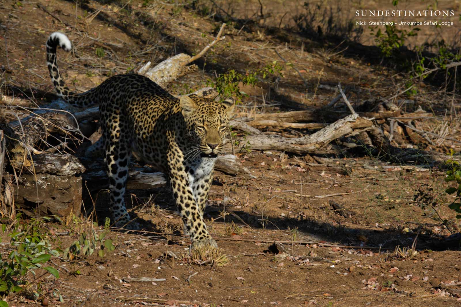 Ndzandzeni Umkumbe Ndzandzeni Umkumbe
