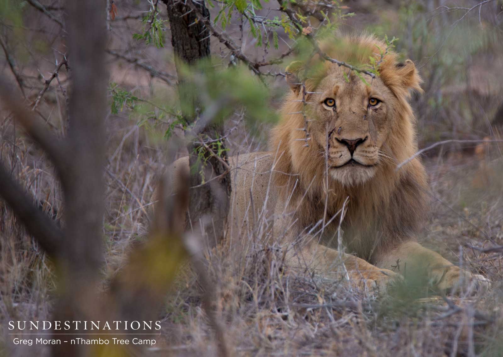 Klaserie Male Lion Klaserie Male Lion