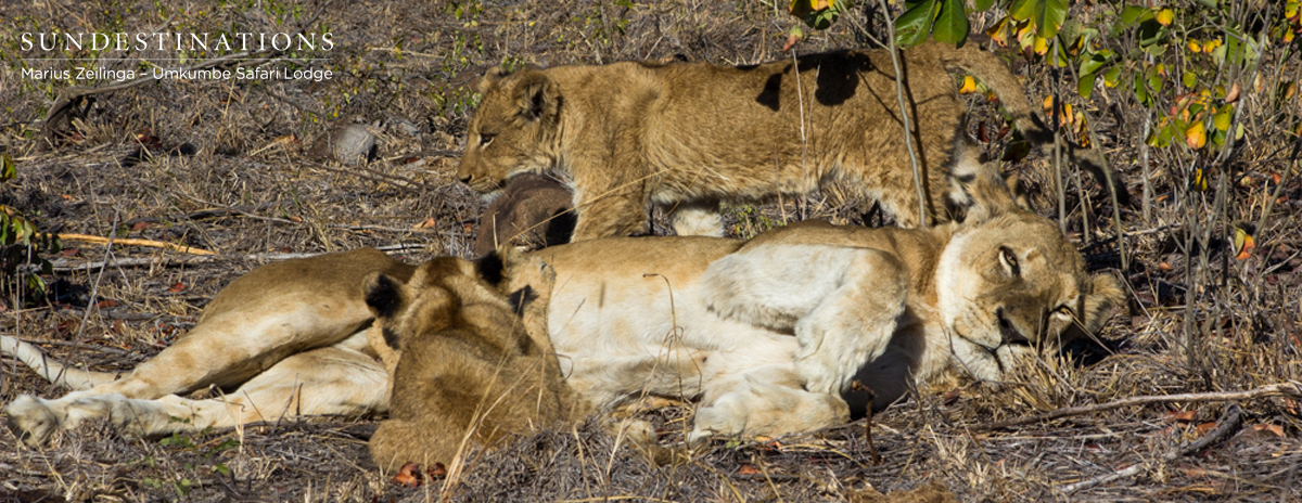 Southern Pride Cubs Southern Pride Cubs