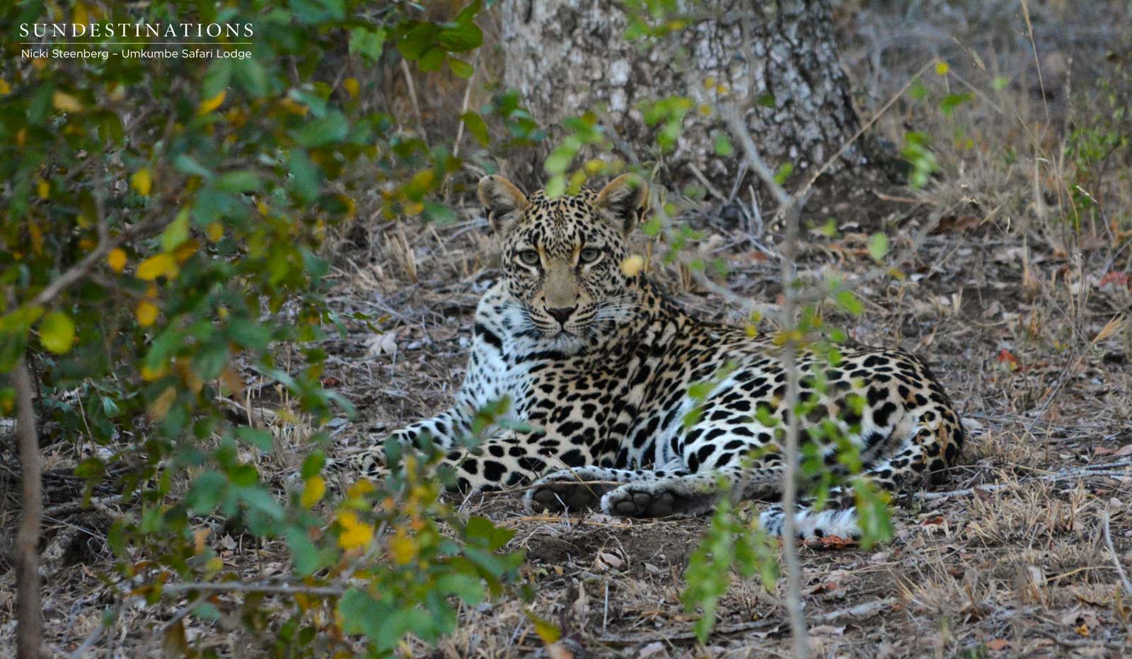 Tatowa Umkumbe Tatowa Umkumbe