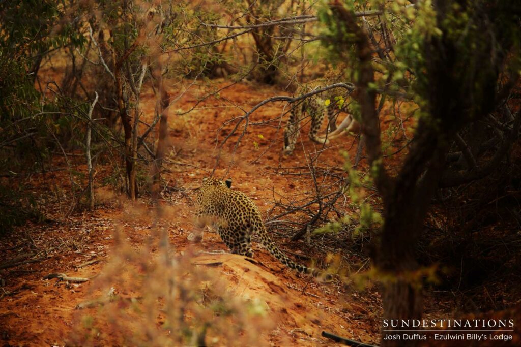 Van Wijk's female chasing Manana and her steenbok kill Van Wijk's female chasing Manana and her steenbok kill