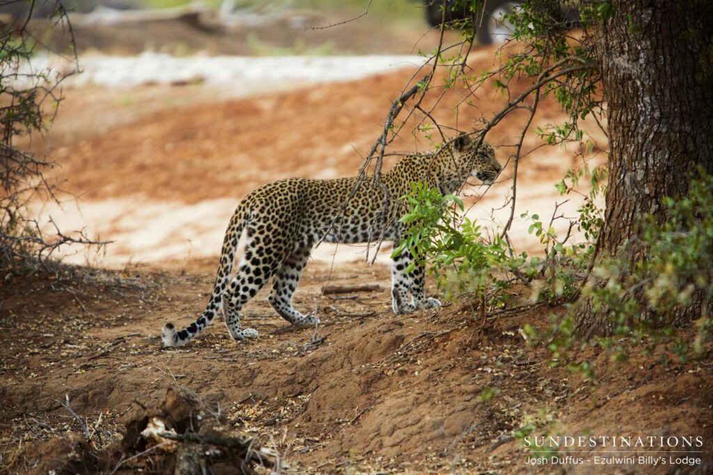 Van Wijk's female looking for Manana through the trees Van Wijk's female looking for Manana through the trees