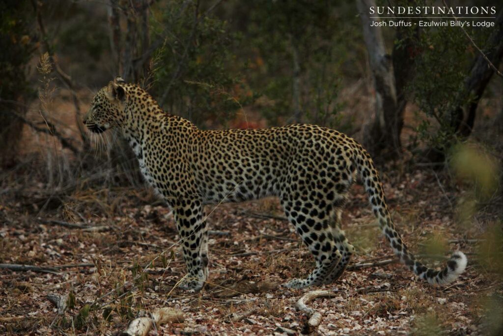 Van Wijk's female leopard showing interest in Manana's steenbok kill Van Wijk's female leopard showing interest in Manana's steenbok kill