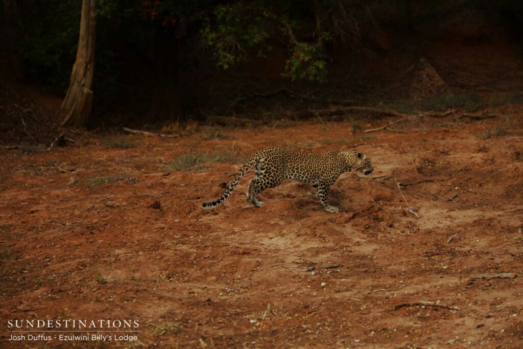 Van Wijk's pursuing Manana and her kill Van Wijk's pursuing Manana and her kill