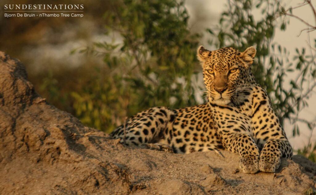 Watching Cleo in the late afternoon sun Watching Cleo in the late afternoon sun