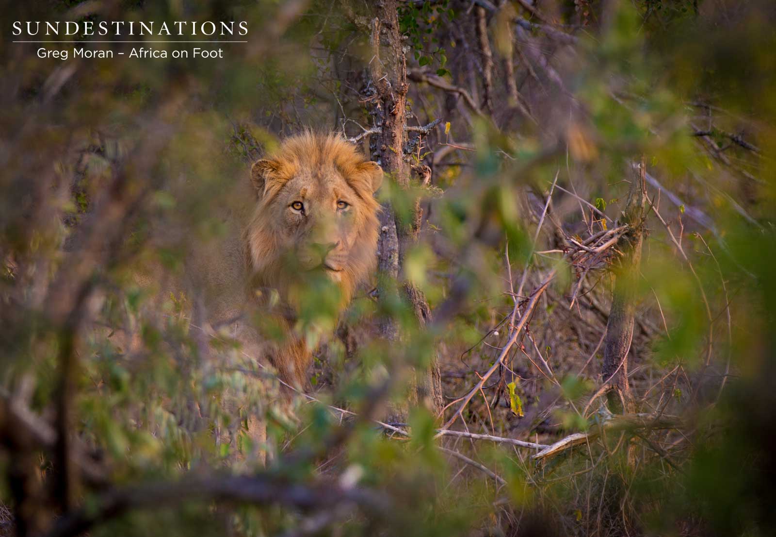 Male Lion Klaserie Male Lion Klaserie