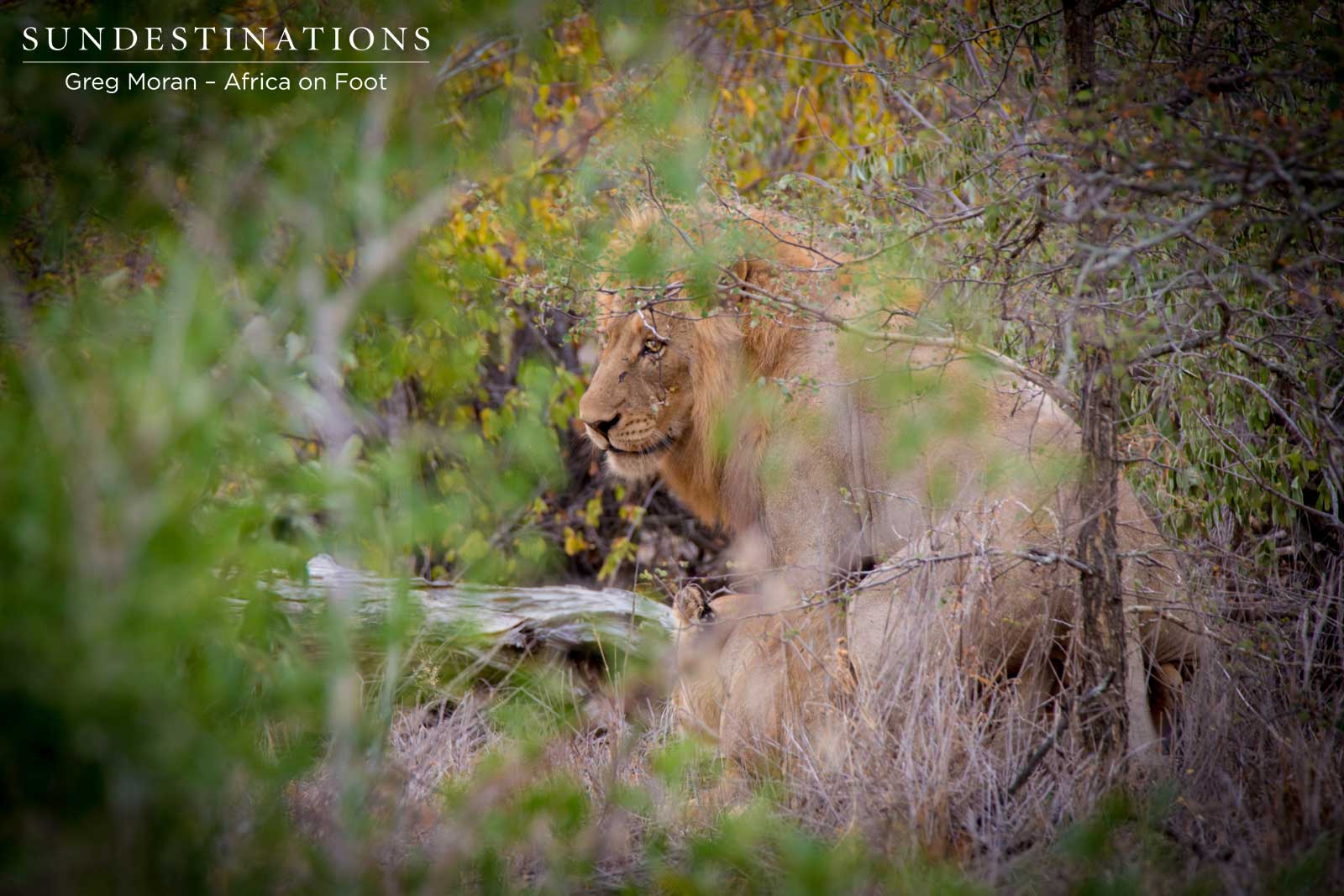 Male Mating Ross Lionesses Male Mating Ross Lionesses