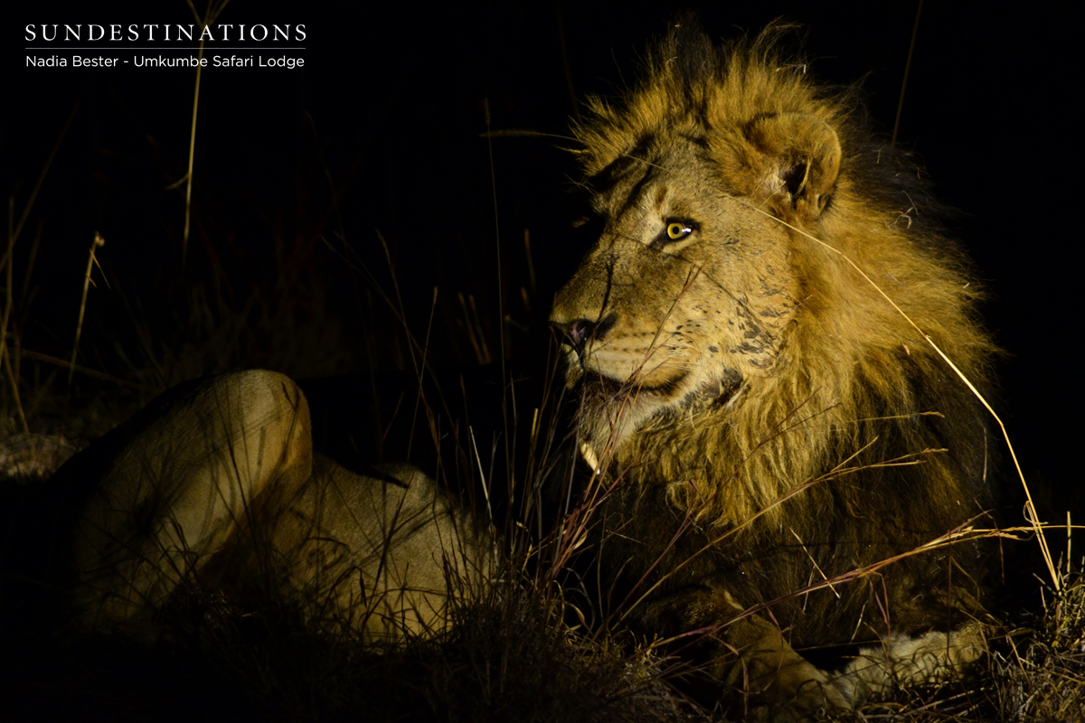 Charleston Male Sabi Sand Charleston Male Sabi Sand