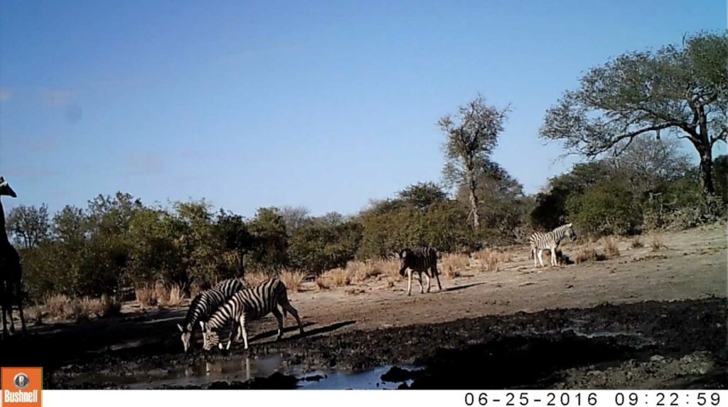 A herd of zebra joins a giraffe at the waterhole A herd of zebra joins a giraffe at the waterhole