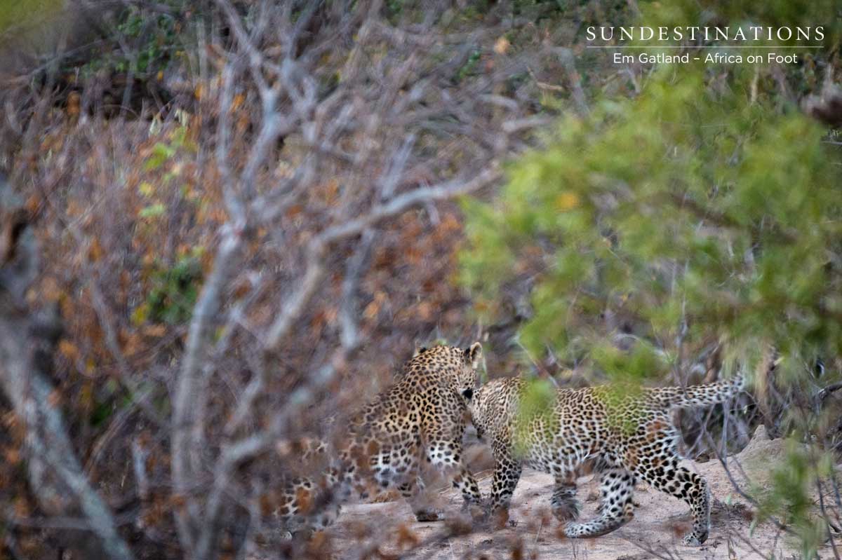 Africa on Foot Leopardess Africa on Foot Leopardess