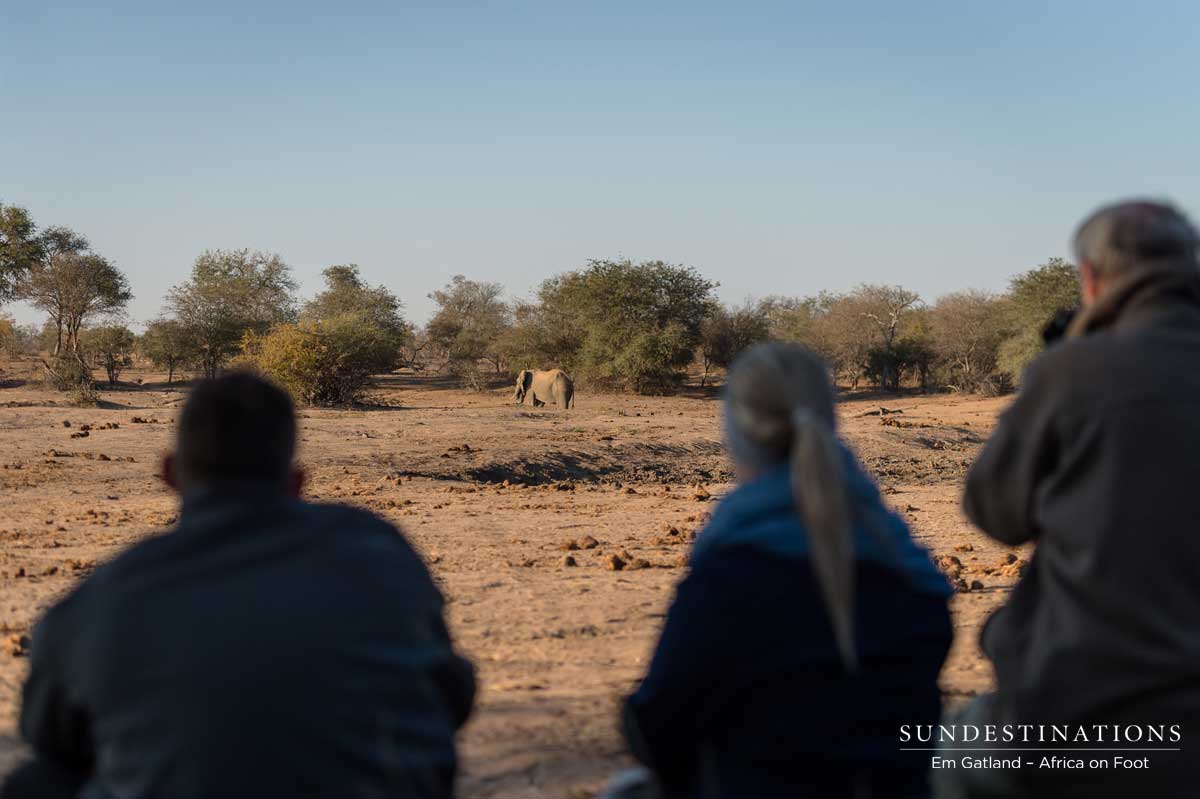 Watching Elephants Watching Elephants
