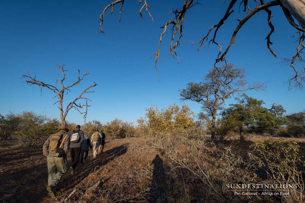 Walking Safari Walking Safari