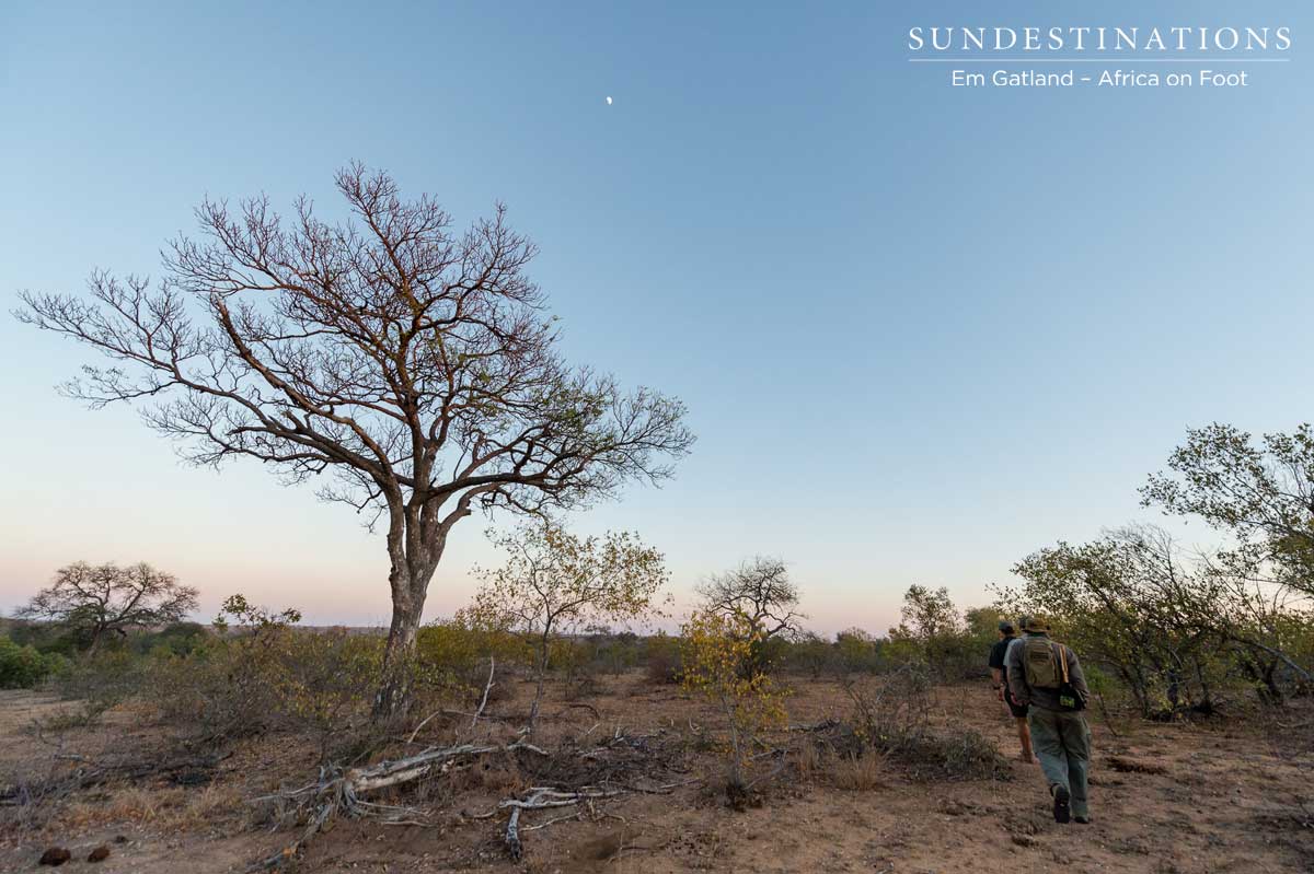 Early Morning Walks in Klaserie Early Morning Walks in Klaserie