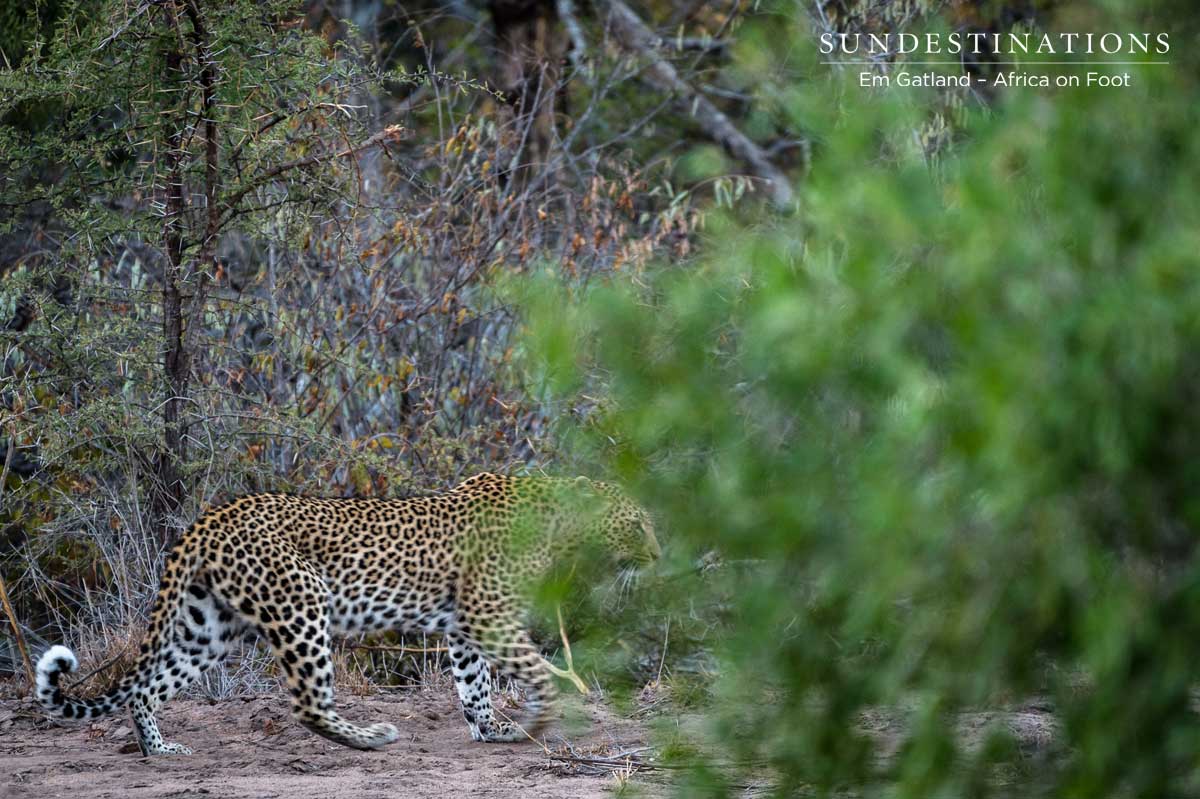 Leopardess with Cub Leopardess with Cub