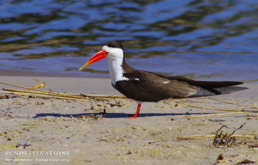 An African Skimmer at the water's edge An African Skimmer at the water's edge