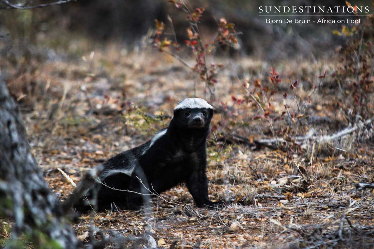 Honey Badger Africa on Foot Honey Badger Africa on Foot